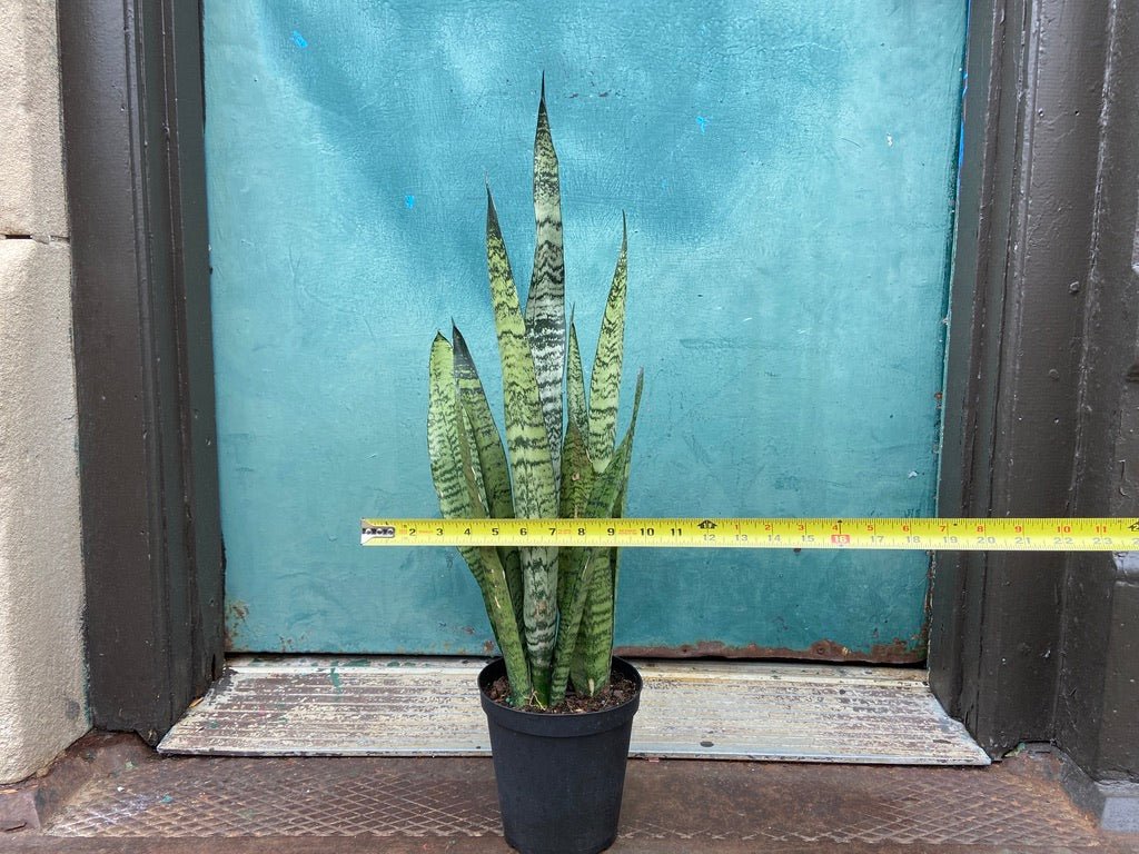 Sansevieria Zeylanica (Snake Plant) - 6" Pot - The Succulent City