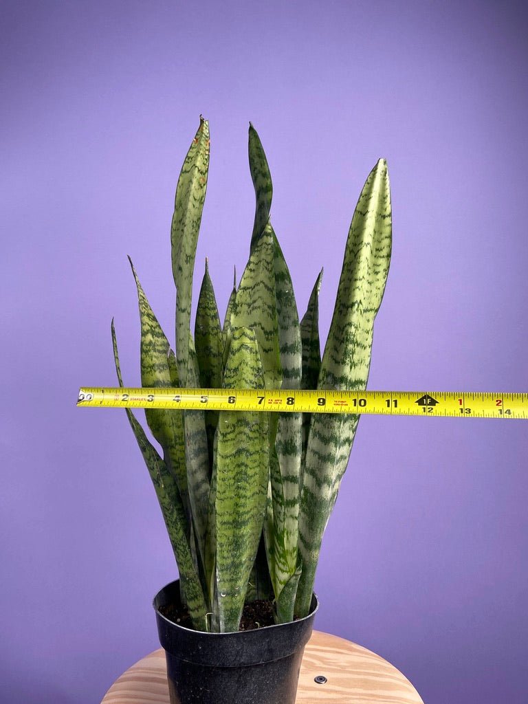 Sansevieria Zeylanica (Snake Plant) - 6" Pot - The Succulent City