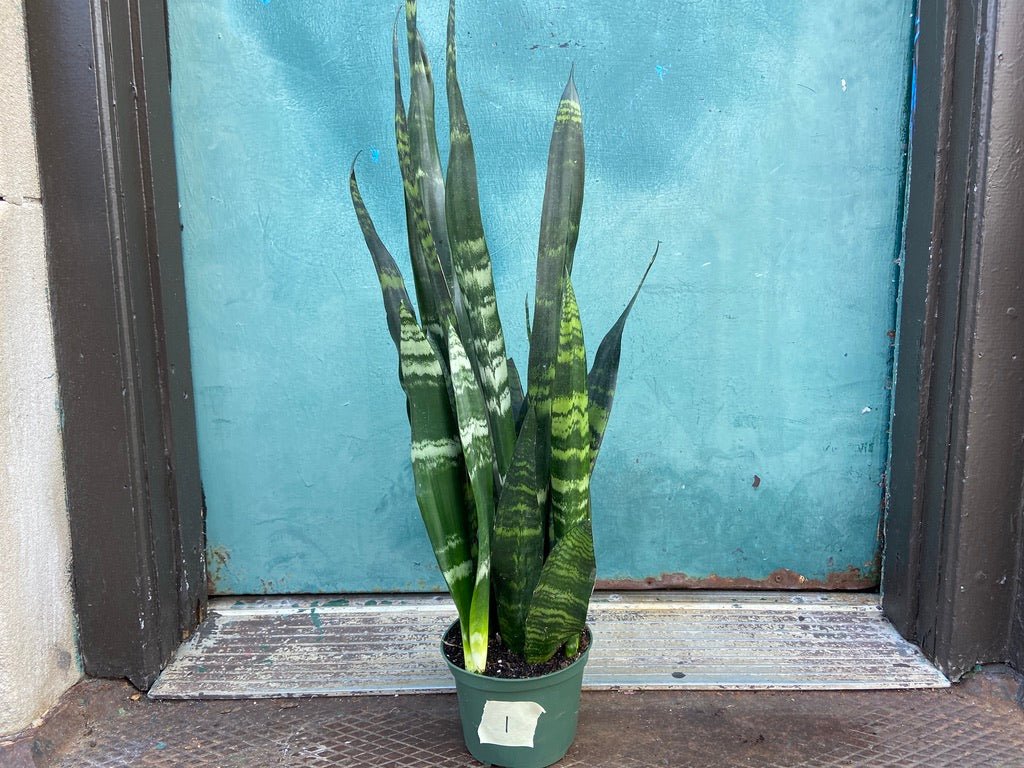 Sansevieria Zeylanica (Snake Plant) - 6" Pot - The Succulent City