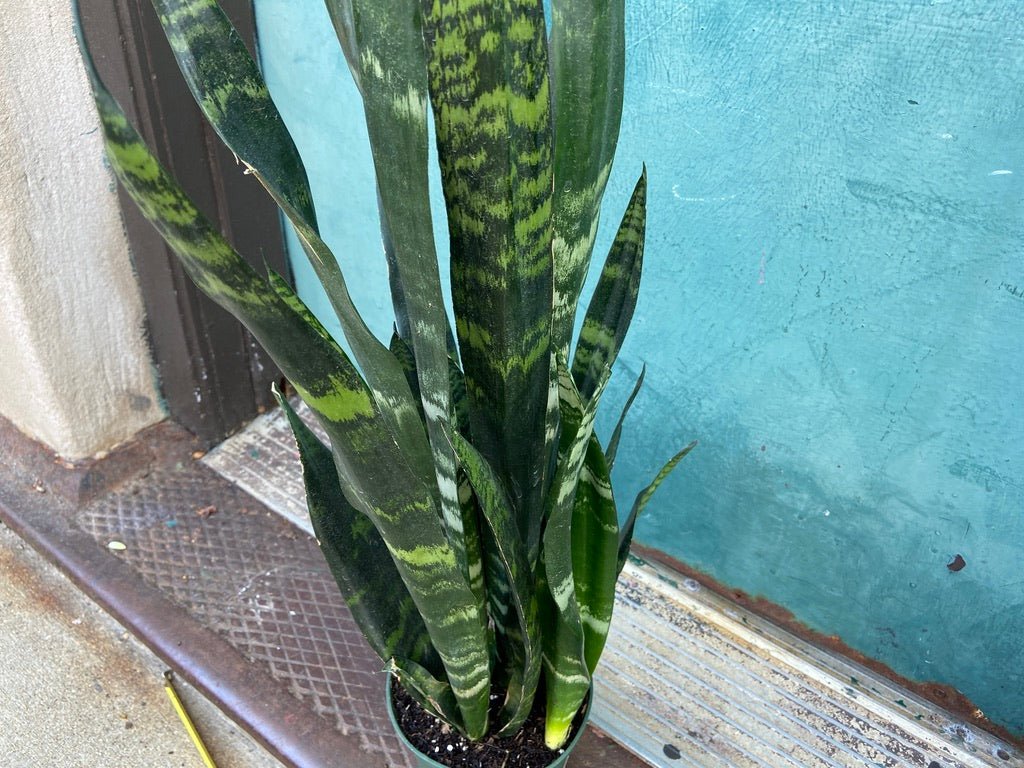 Sansevieria Zeylanica (Snake Plant) - 6" Pot - The Succulent City