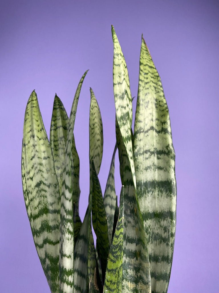 Sansevieria Zeylanica (Snake Plant) - 6" Pot - The Succulent City