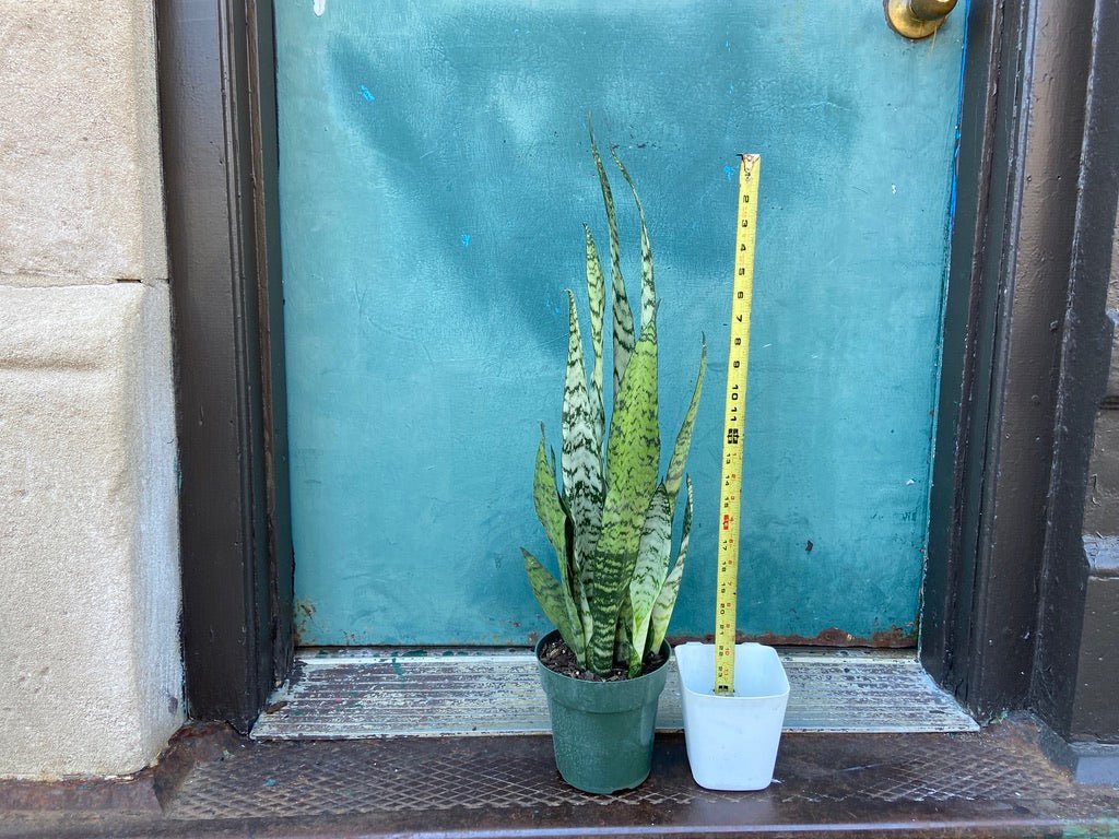 Sansevieria Zeylanica (Snake Plant) - 6" Pot - The Succulent City