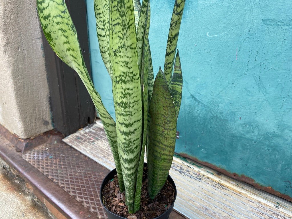 Sansevieria Zeylanica (Snake Plant) - 6" Pot - The Succulent City
