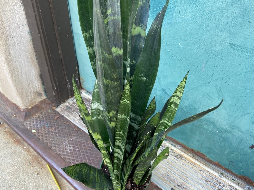 Sansevieria Zeylanica (Snake Plant) - 6" Pot - The Succulent City