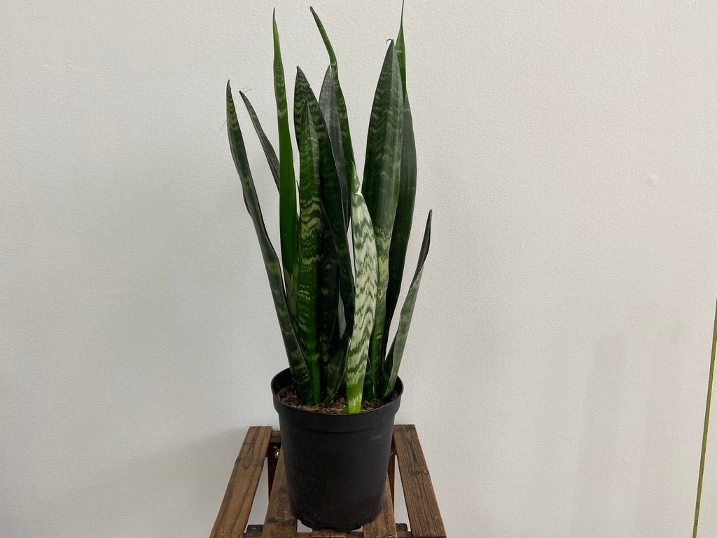 Sansevieria Zeylanica (Snake Plant) - 6" Pot - The Succulent City