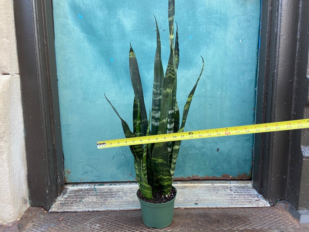 Sansevieria Zeylanica (Snake Plant) - 6" Pot - The Succulent City