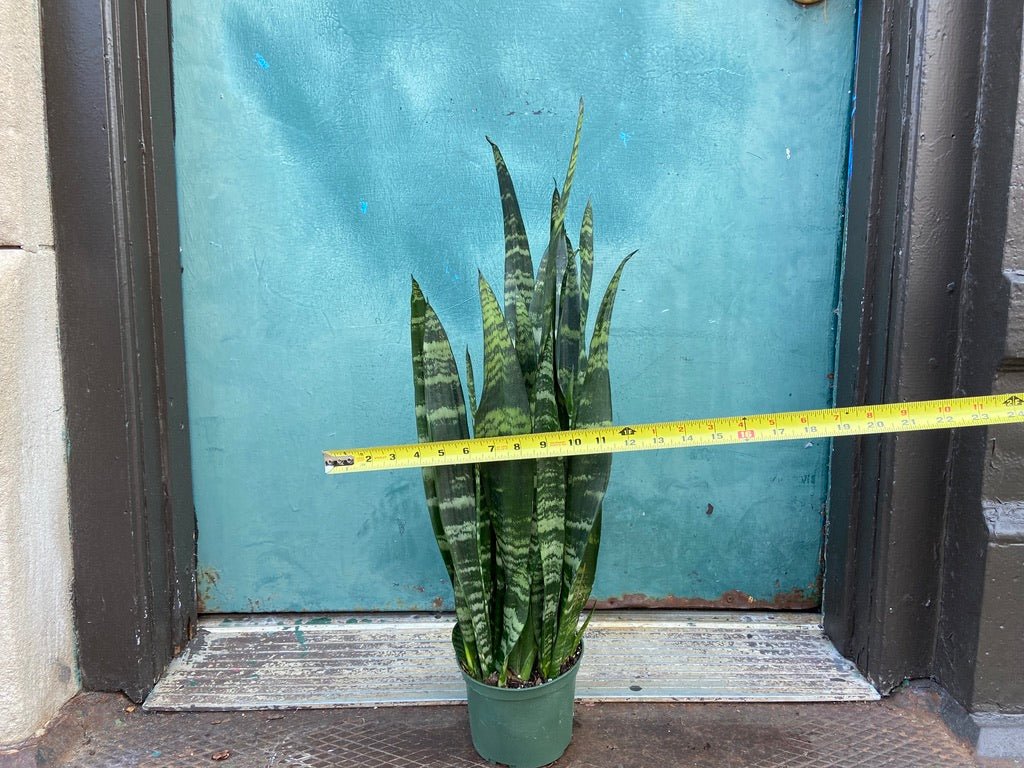 Sansevieria Zeylanica (Snake Plant) - 6" Pot - The Succulent City