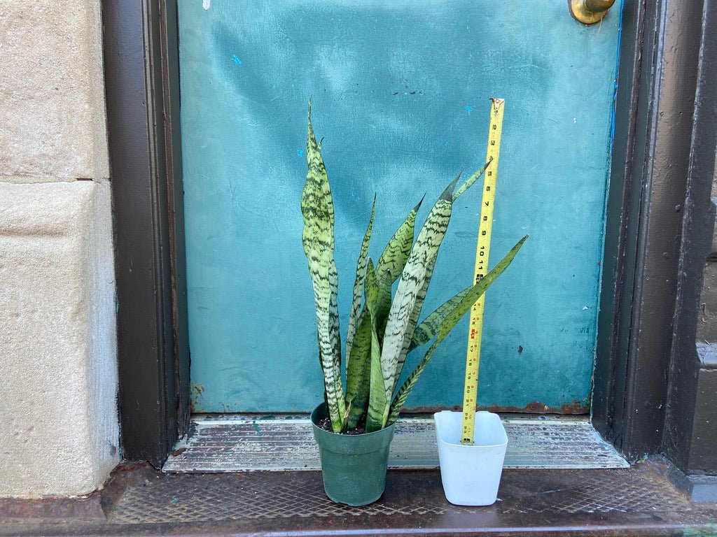 Sansevieria Zeylanica (Snake Plant) - 6" Pot - The Succulent City