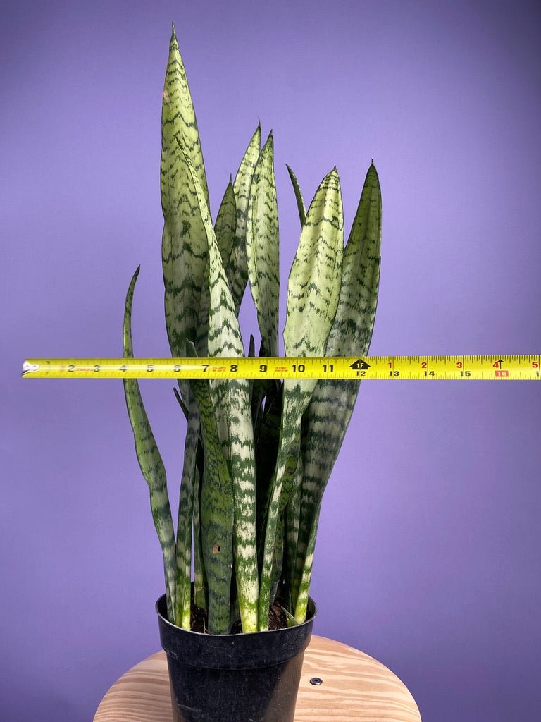 Sansevieria Zeylanica (Snake Plant) - 6" Pot - The Succulent City