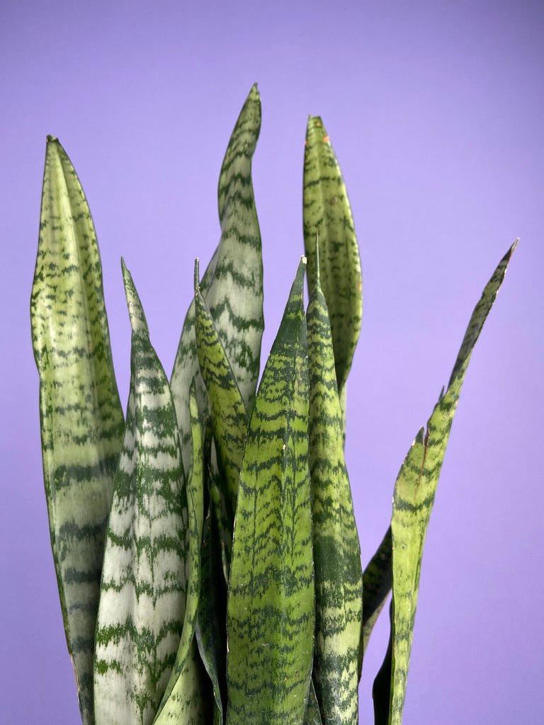 Sansevieria Zeylanica (Snake Plant) - 6" Pot - The Succulent City