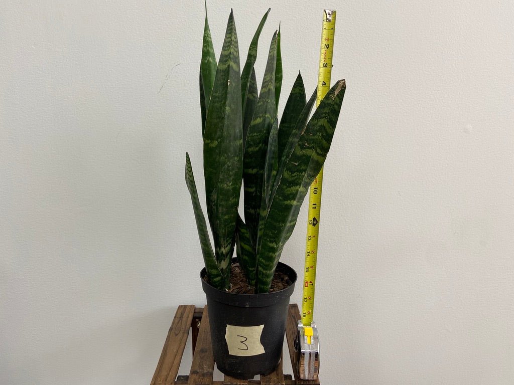 Sansevieria Zeylanica (Snake Plant) - 6" Pot - The Succulent City