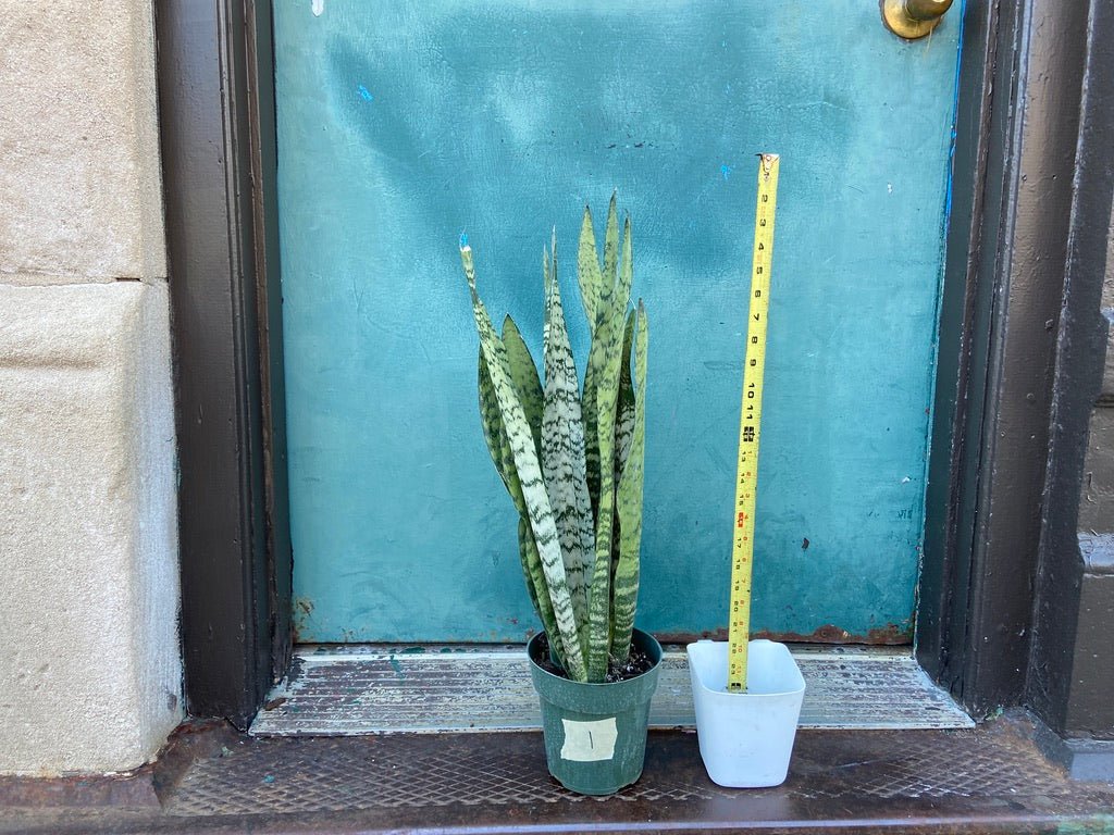 Sansevieria Zeylanica (Snake Plant) - 6" Pot - The Succulent City