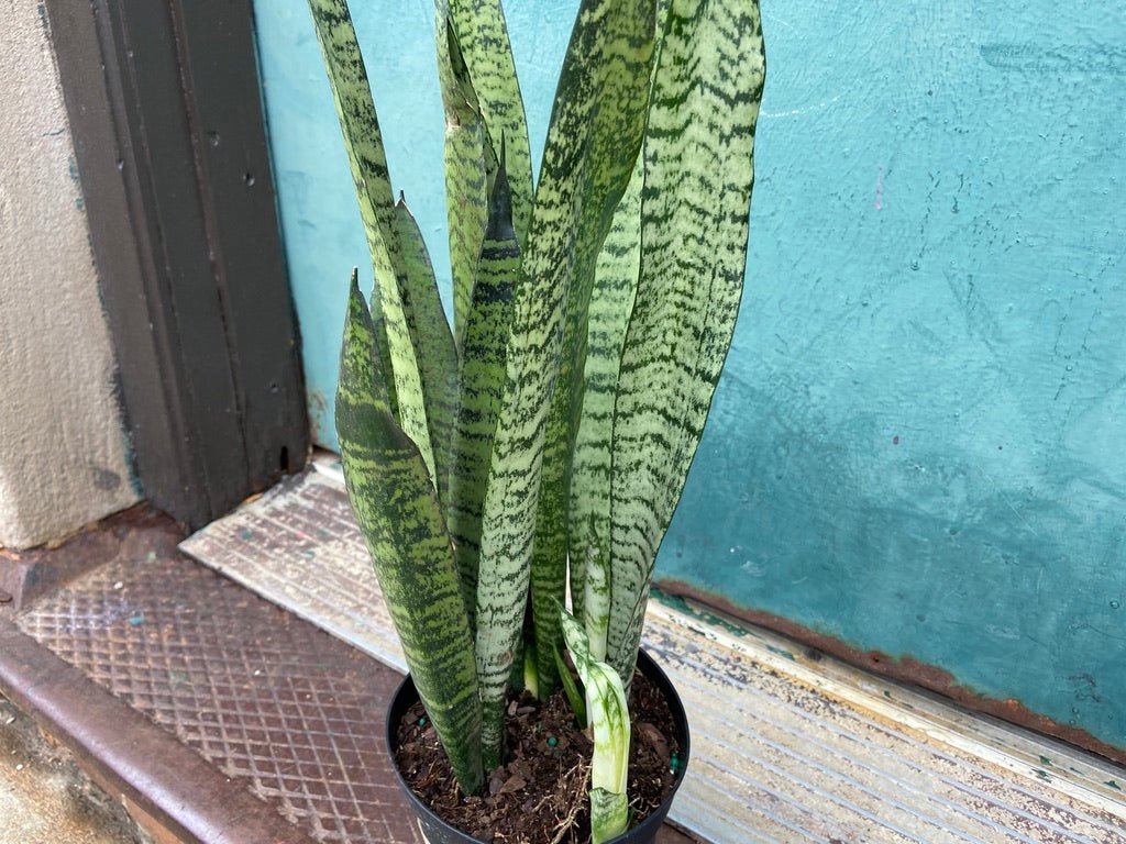 Sansevieria Zeylanica (Snake Plant) - 6" Pot - The Succulent City