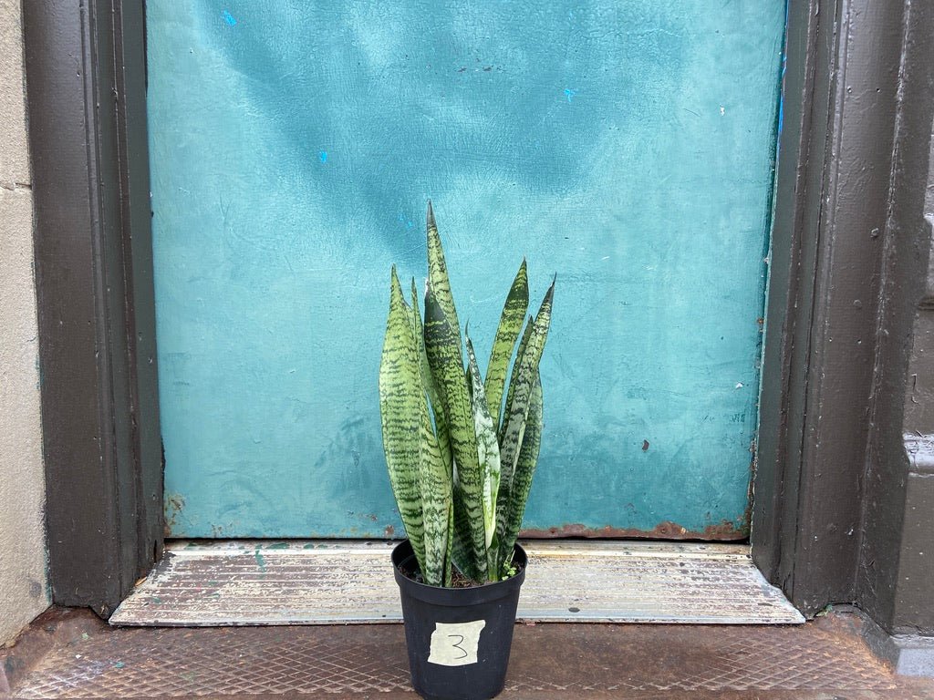Sansevieria Zeylanica (Snake Plant) - 6" Pot - The Succulent City