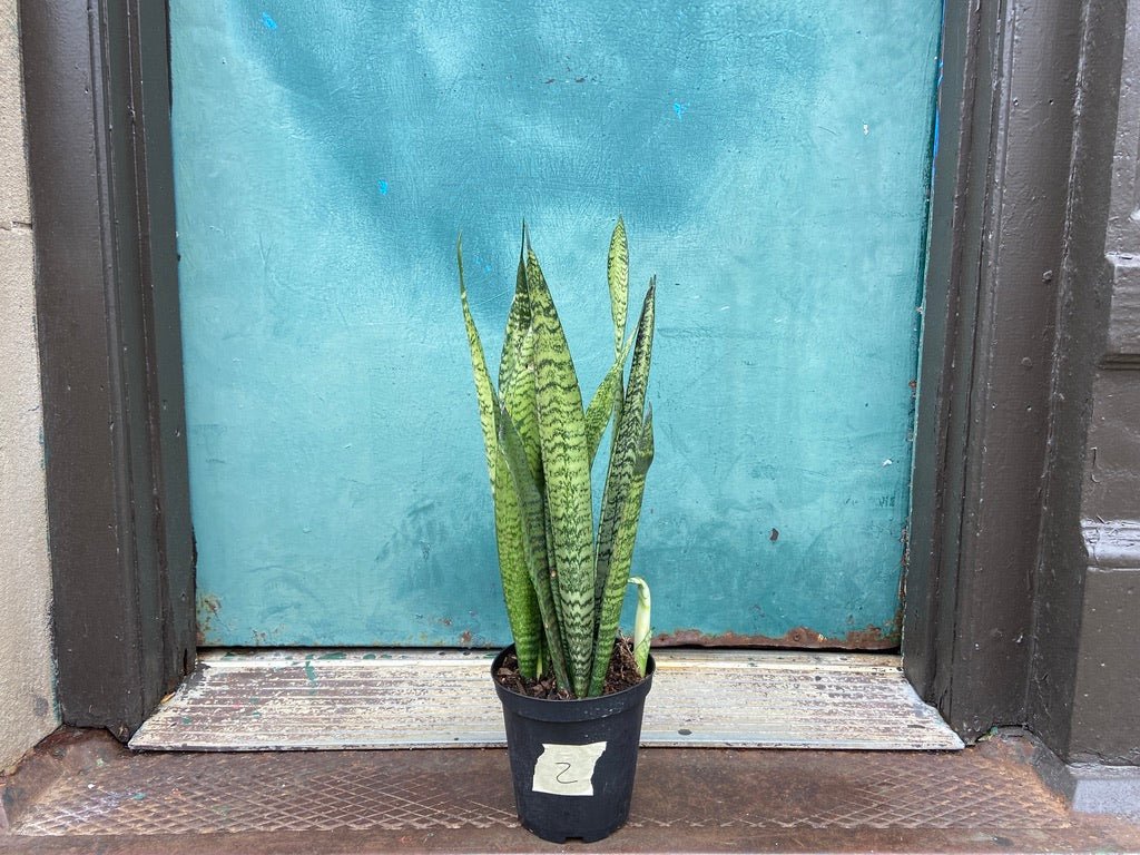 Sansevieria Zeylanica (Snake Plant) - 6" Pot - The Succulent City