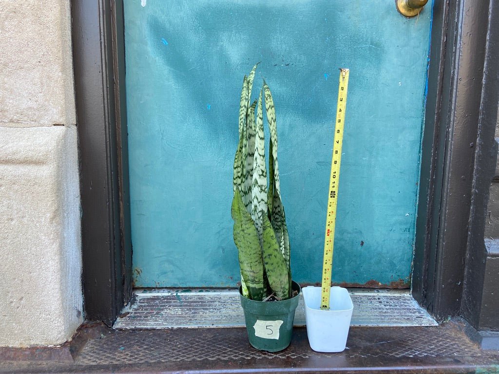 Sansevieria Zeylanica (Snake Plant) - 6" Pot - The Succulent City