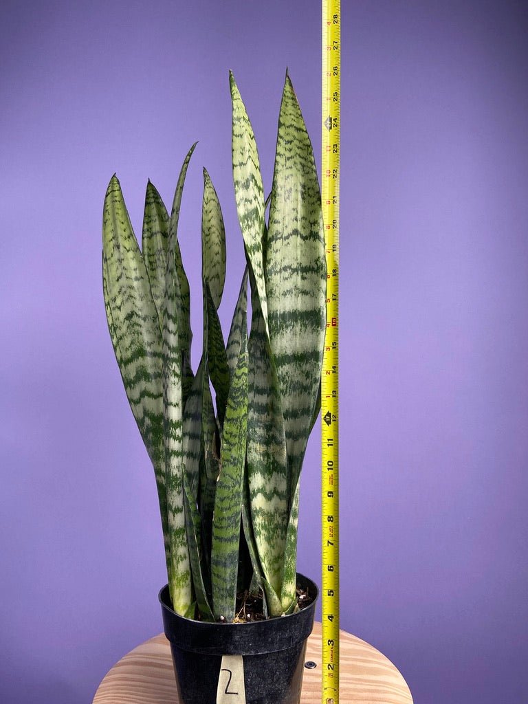 Sansevieria Zeylanica (Snake Plant) - 6" Pot - The Succulent City
