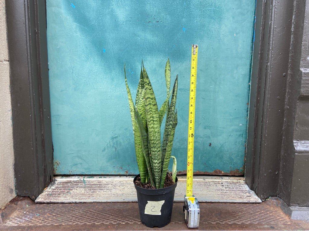 Sansevieria Zeylanica (Snake Plant) - 6" Pot - The Succulent City