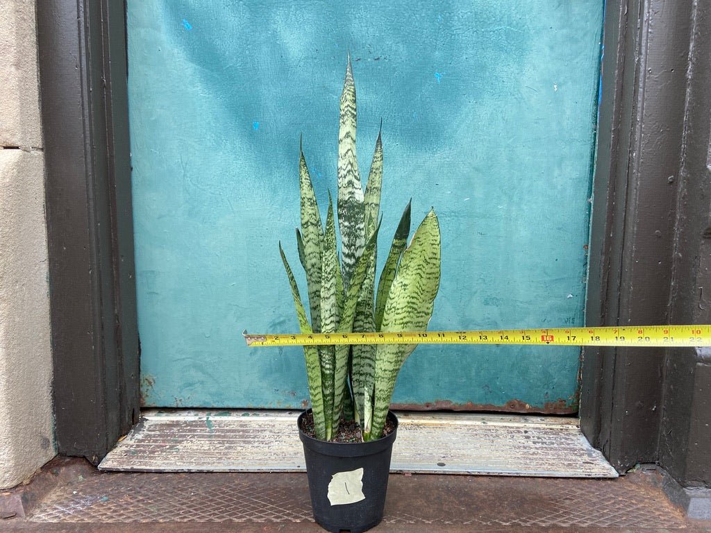 Sansevieria Zeylanica (Snake Plant) - 6" Pot - The Succulent City