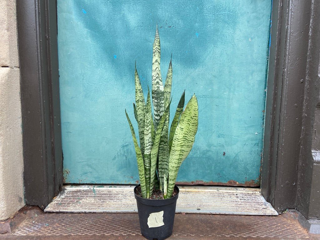 Sansevieria Zeylanica (Snake Plant) - 6" Pot - The Succulent City