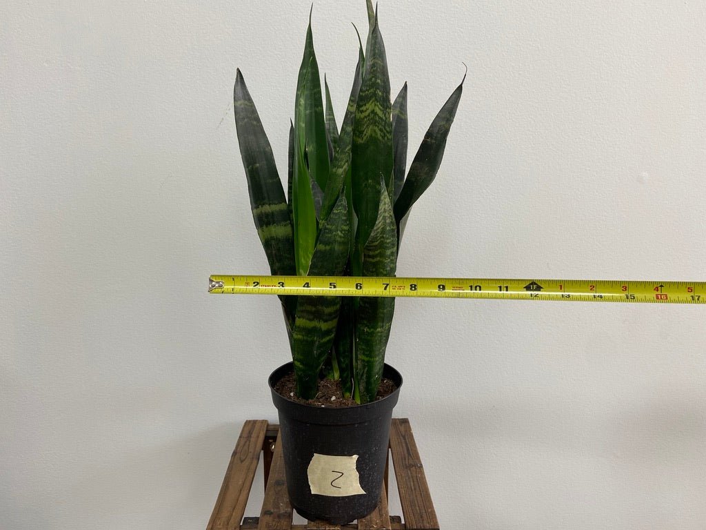 Sansevieria Zeylanica (Snake Plant) - 6" Pot - The Succulent City