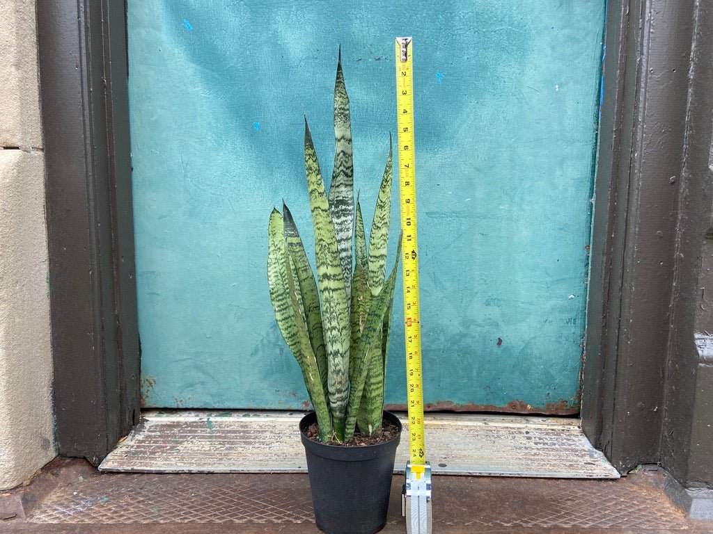 Sansevieria Zeylanica (Snake Plant) - 6" Pot - The Succulent City