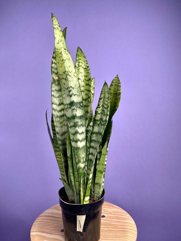 Sansevieria Zeylanica (Snake Plant) - 6" Pot - The Succulent City