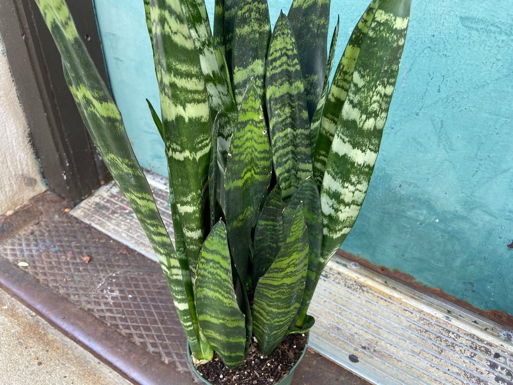 Sansevieria Zeylanica (Snake Plant) - 6" Pot - The Succulent City