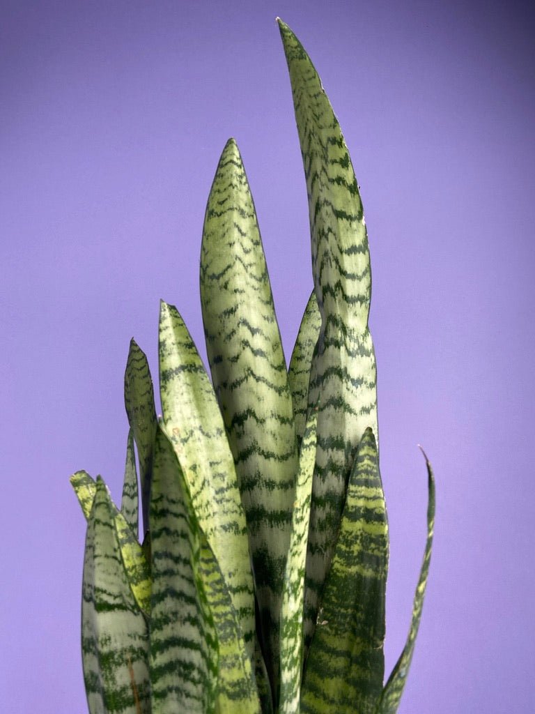 Sansevieria Zeylanica (Snake Plant) - 6" Pot - The Succulent City