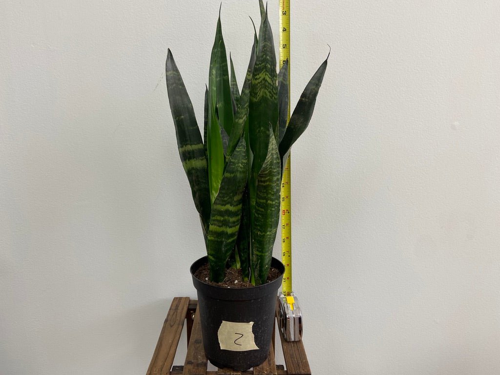 Sansevieria Zeylanica (Snake Plant) - 6" Pot - The Succulent City