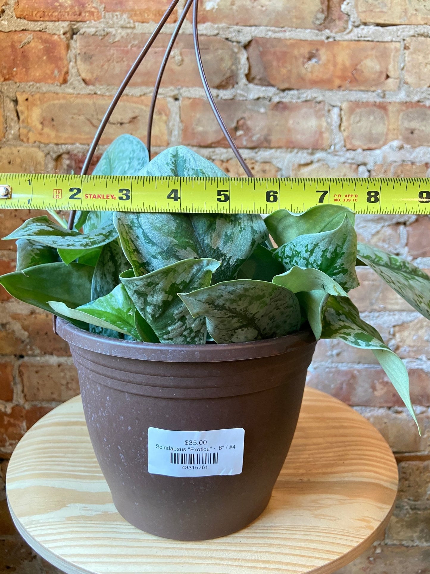 Scindapsus "Exotica" - 8" - The Succulent City