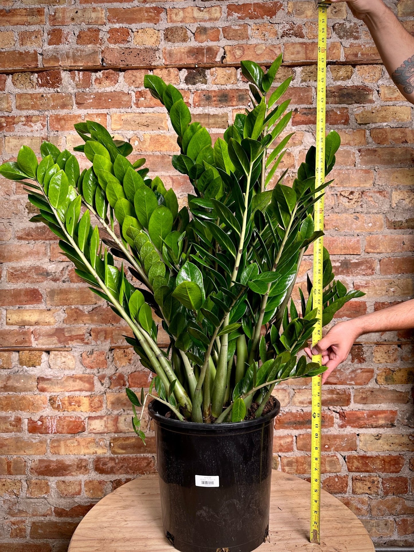 ZZ Plant - 14" Pot - The Succulent City