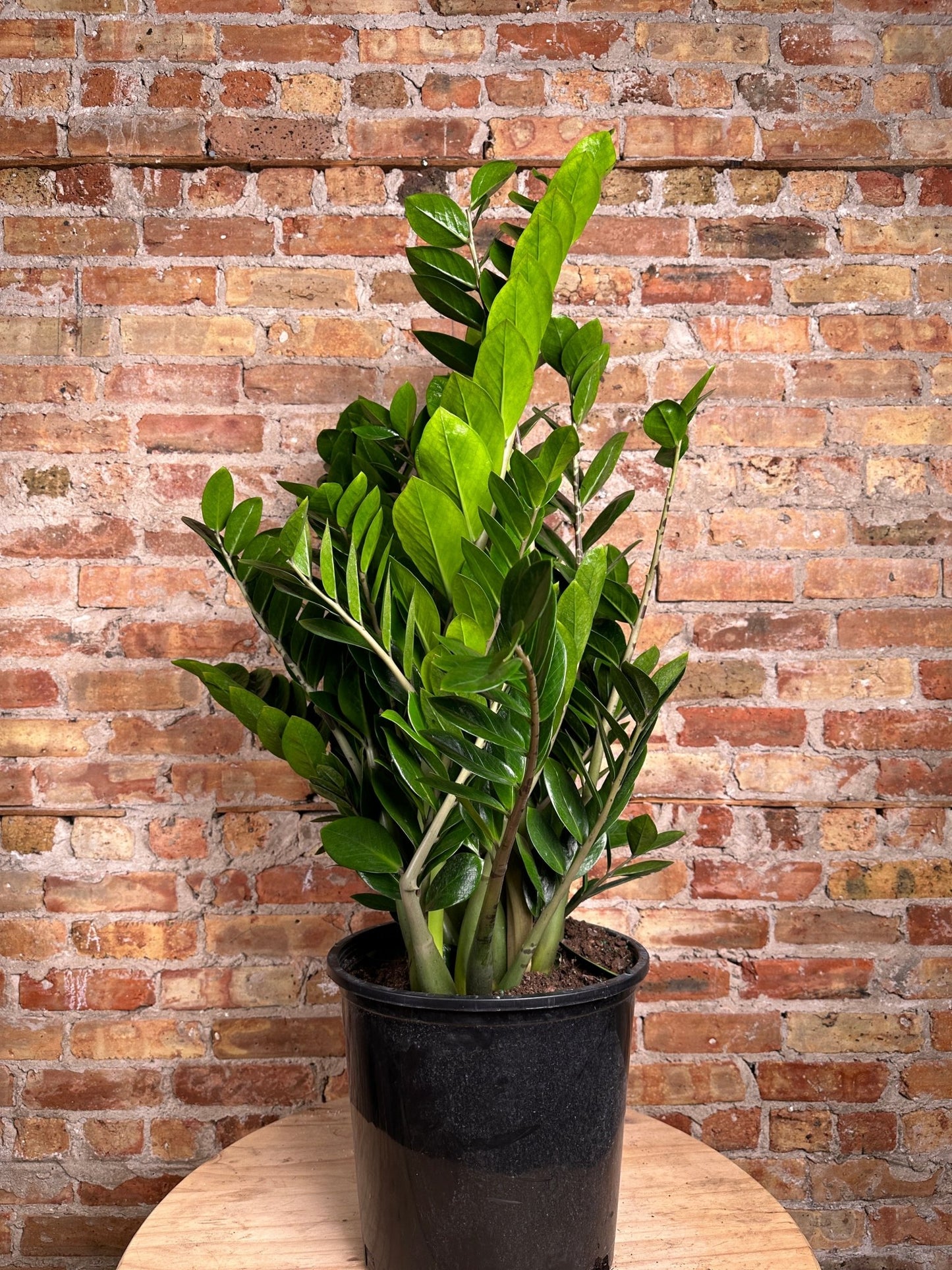 ZZ Plant - 14" Pot - The Succulent City
