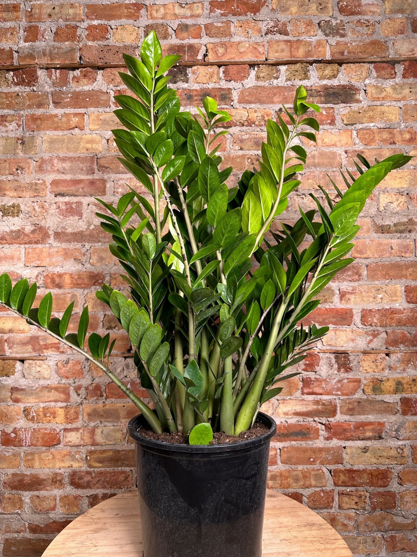 ZZ Plant - 14" Pot - The Succulent City