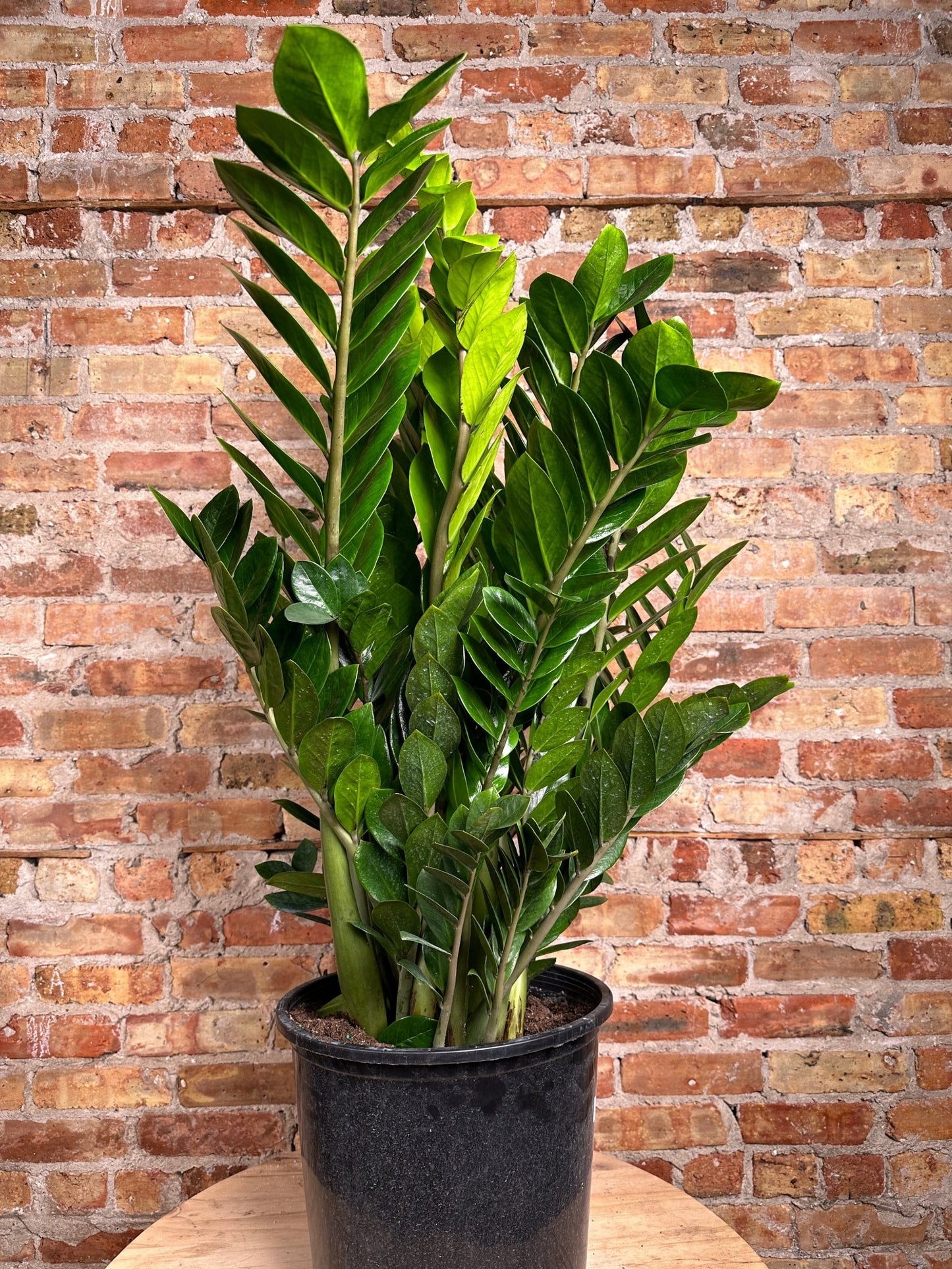 ZZ Plant - 14" Pot - The Succulent City