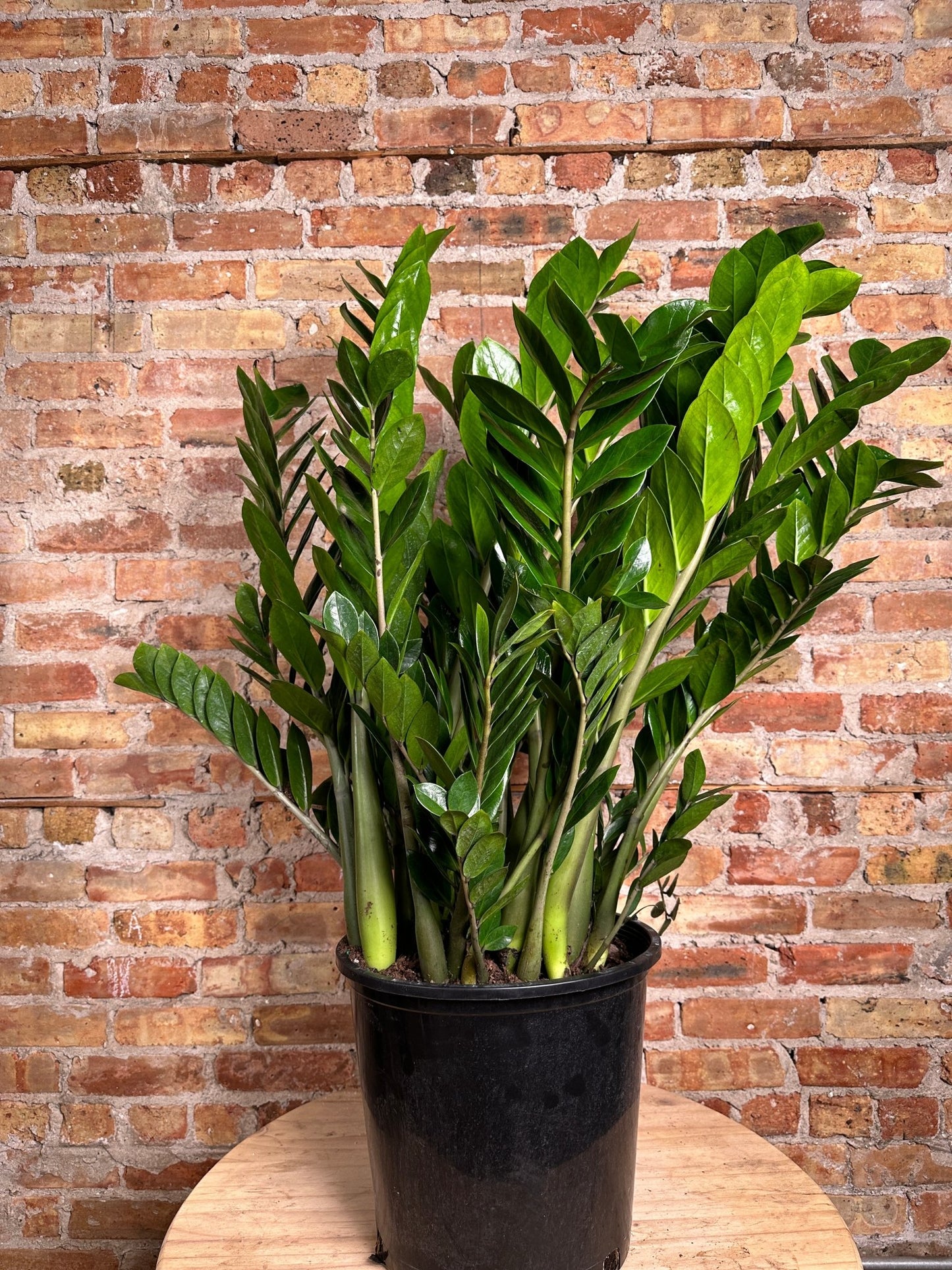 ZZ Plant - 14" Pot - The Succulent City