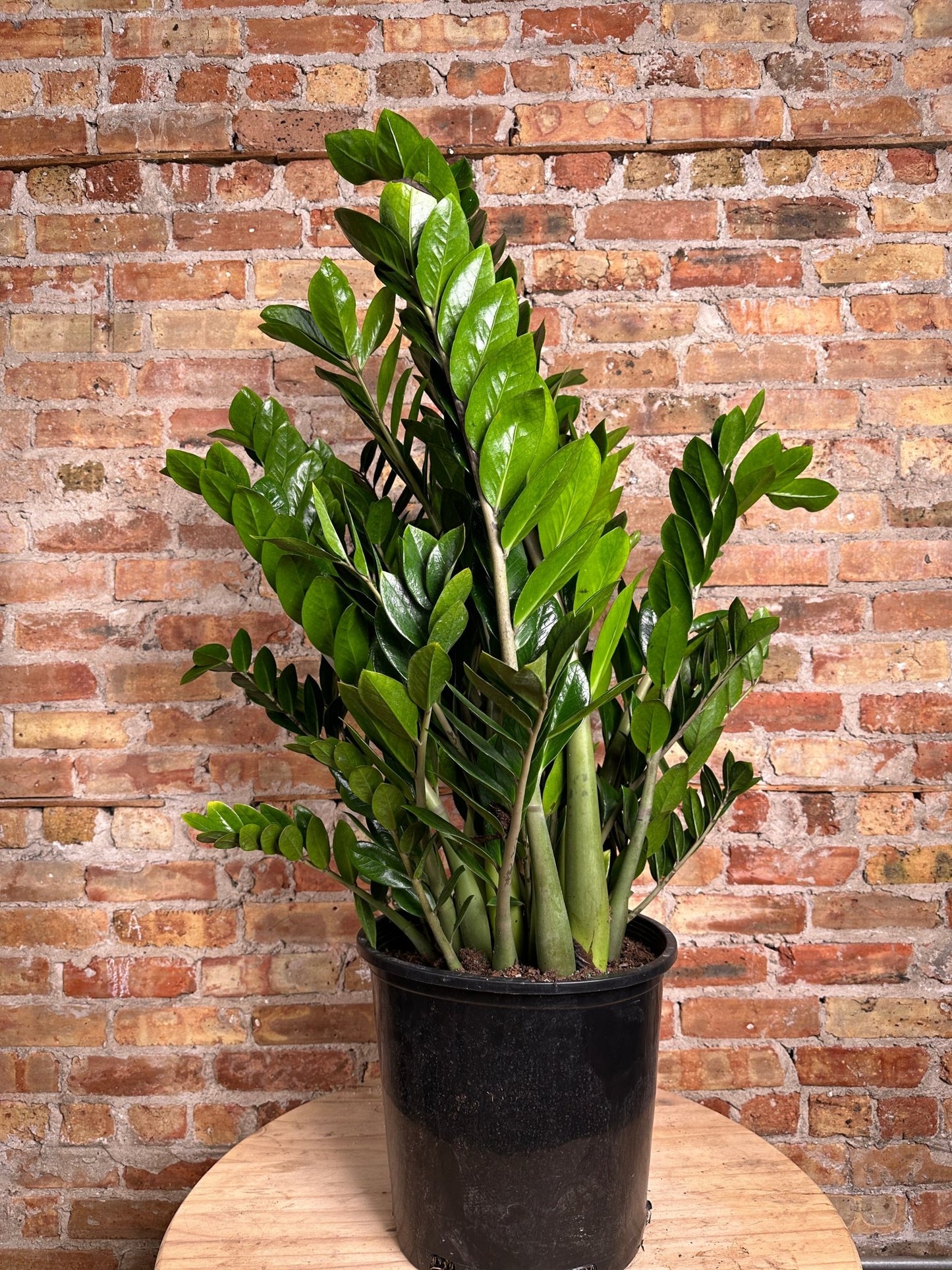 ZZ Plant - 14" Pot - The Succulent City