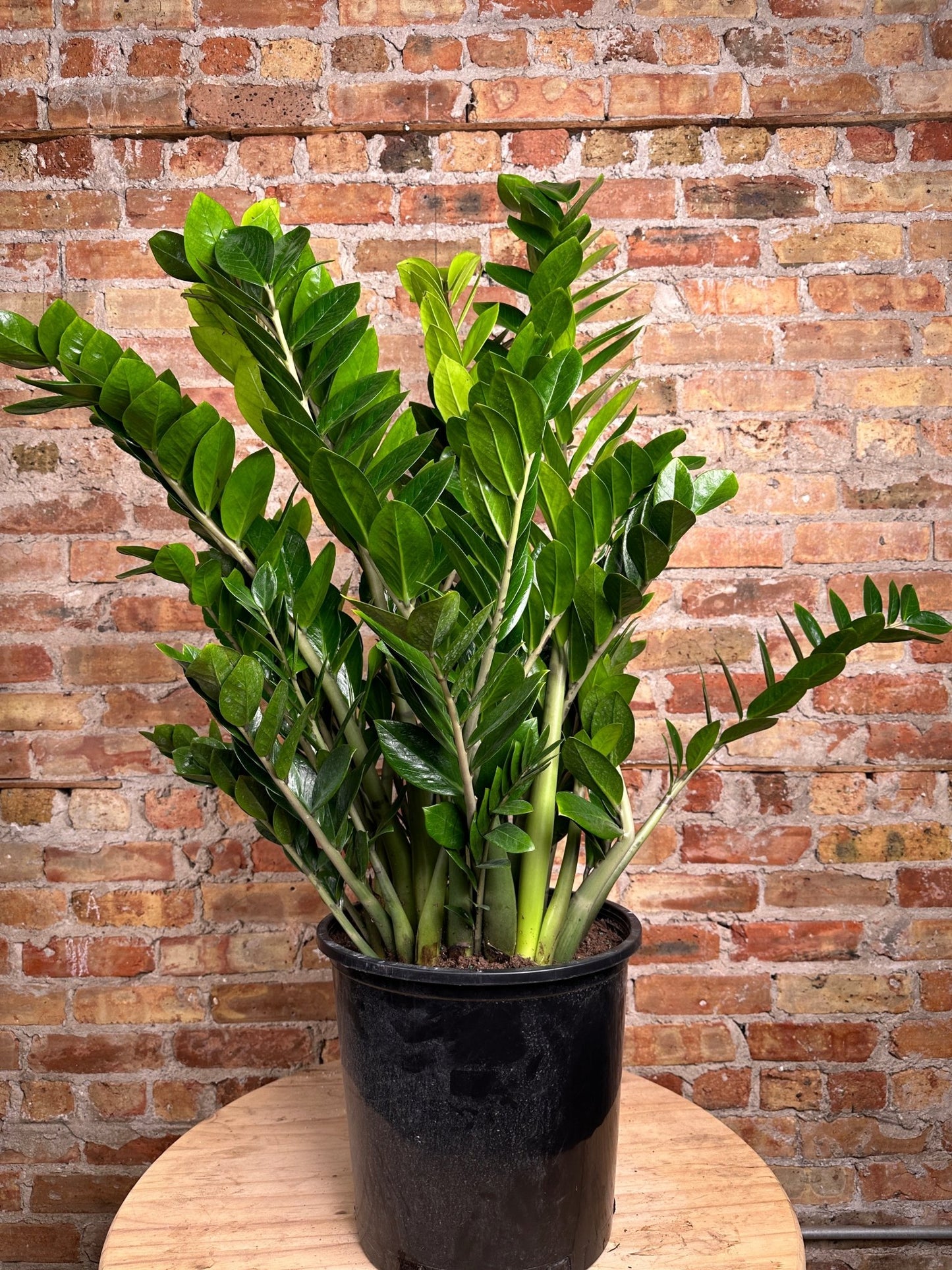 ZZ Plant - 14" Pot - The Succulent City
