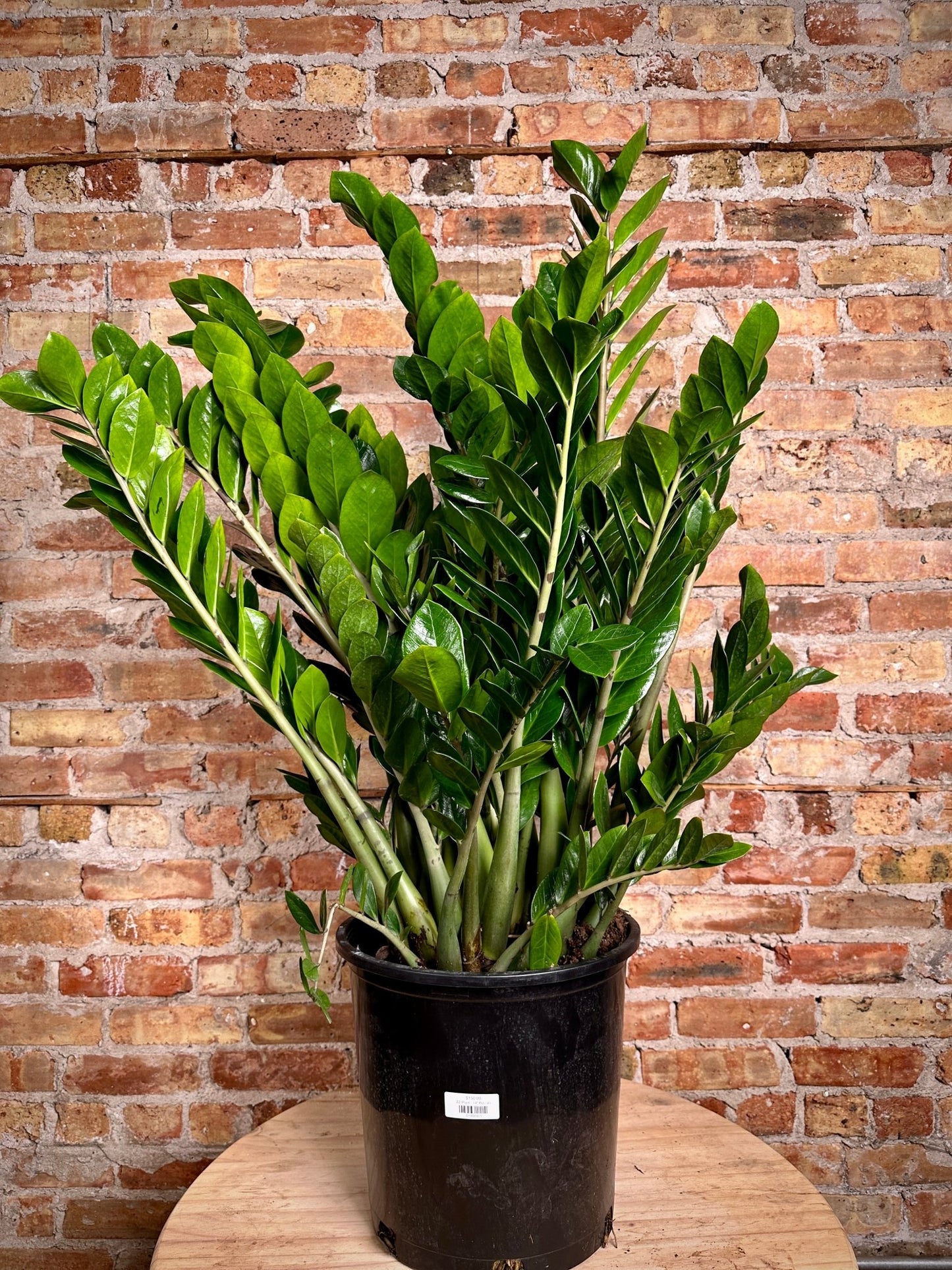 ZZ Plant - 14" Pot - The Succulent City