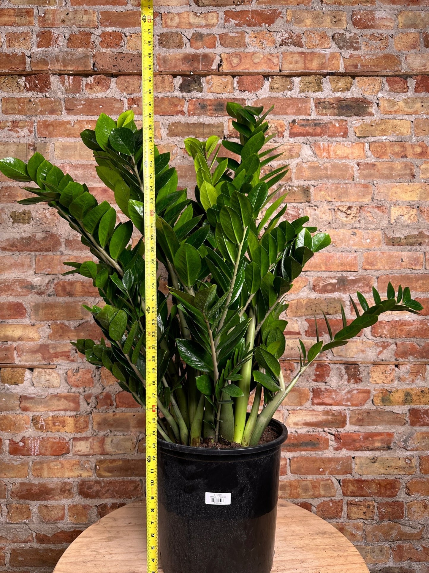 ZZ Plant - 14" Pot - The Succulent City