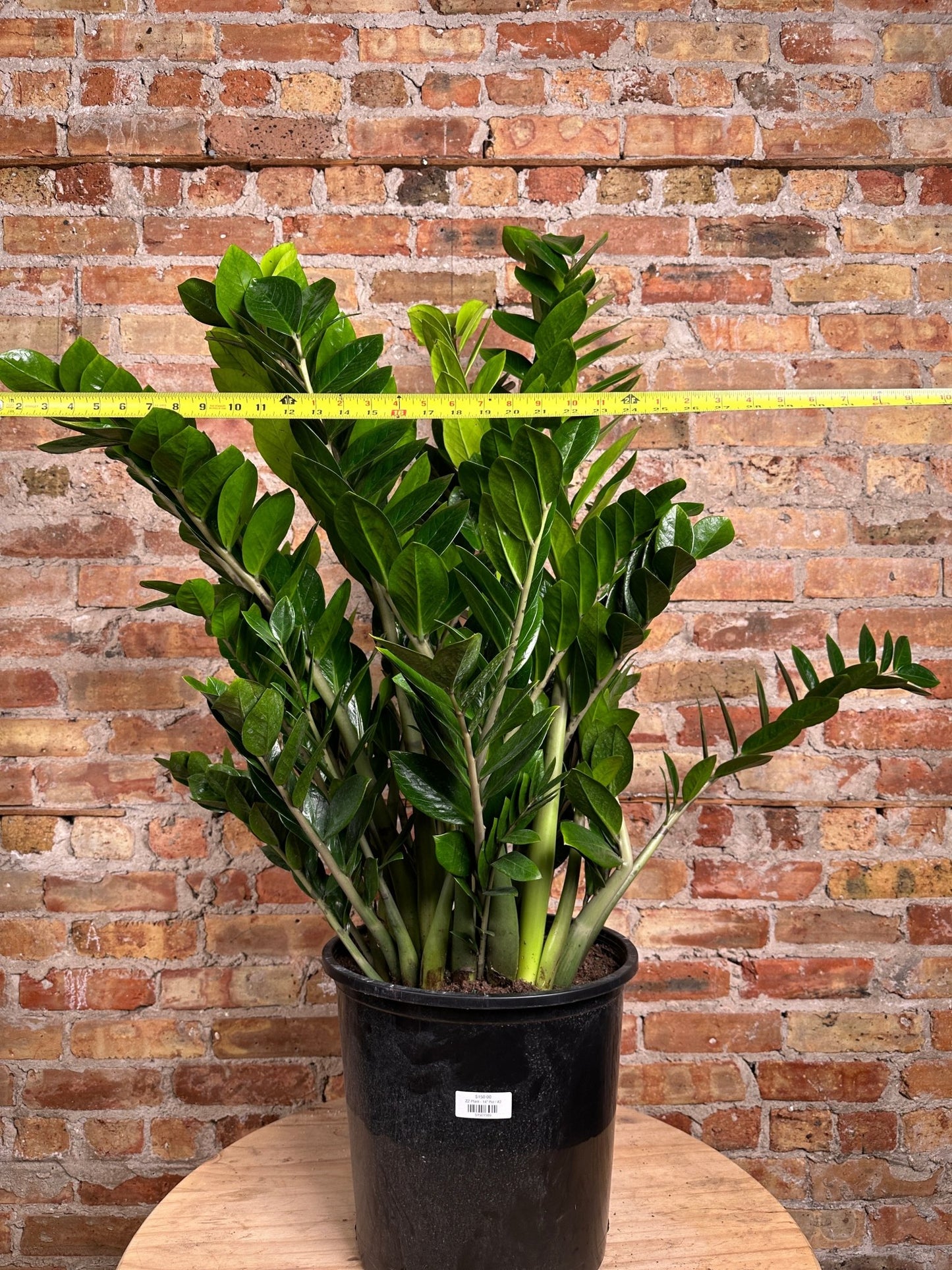 ZZ Plant - 14" Pot - The Succulent City