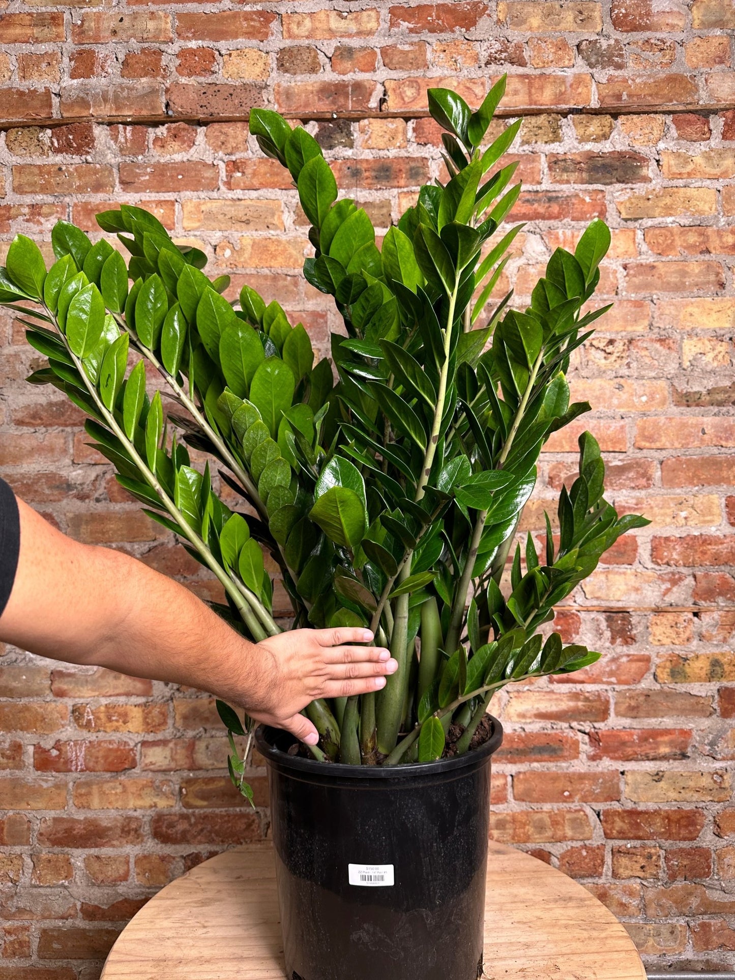 ZZ Plant - 14" Pot - The Succulent City