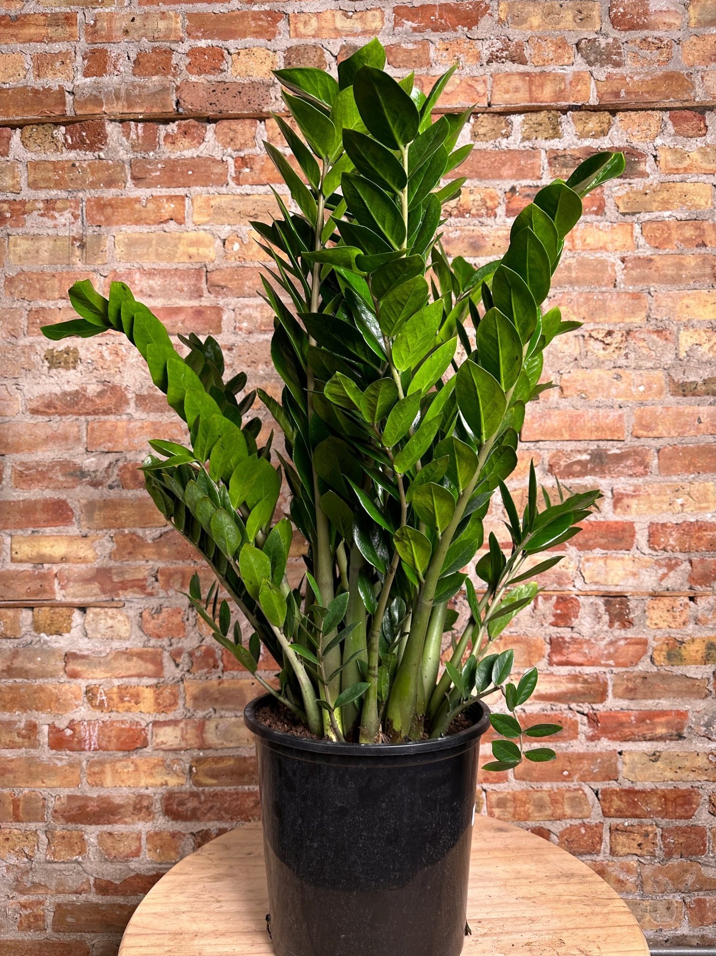 ZZ Plant - 14" Pot - The Succulent City