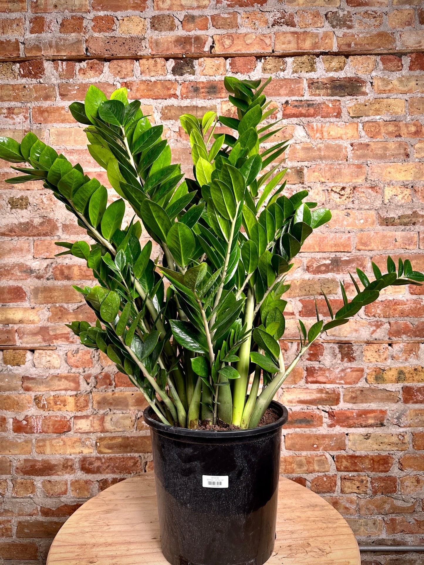 ZZ Plant - 14" Pot - The Succulent City