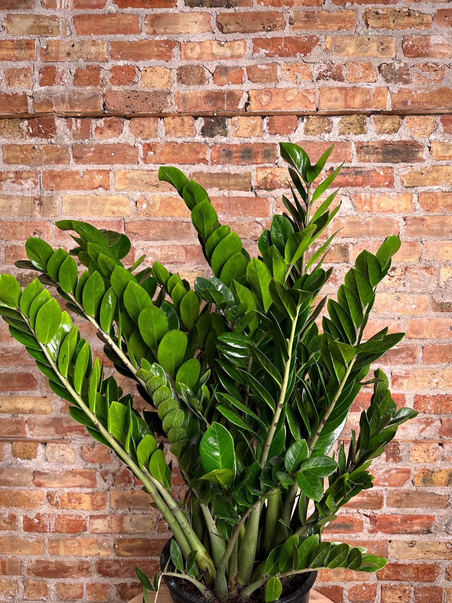 ZZ Plant - 14" Pot - The Succulent City