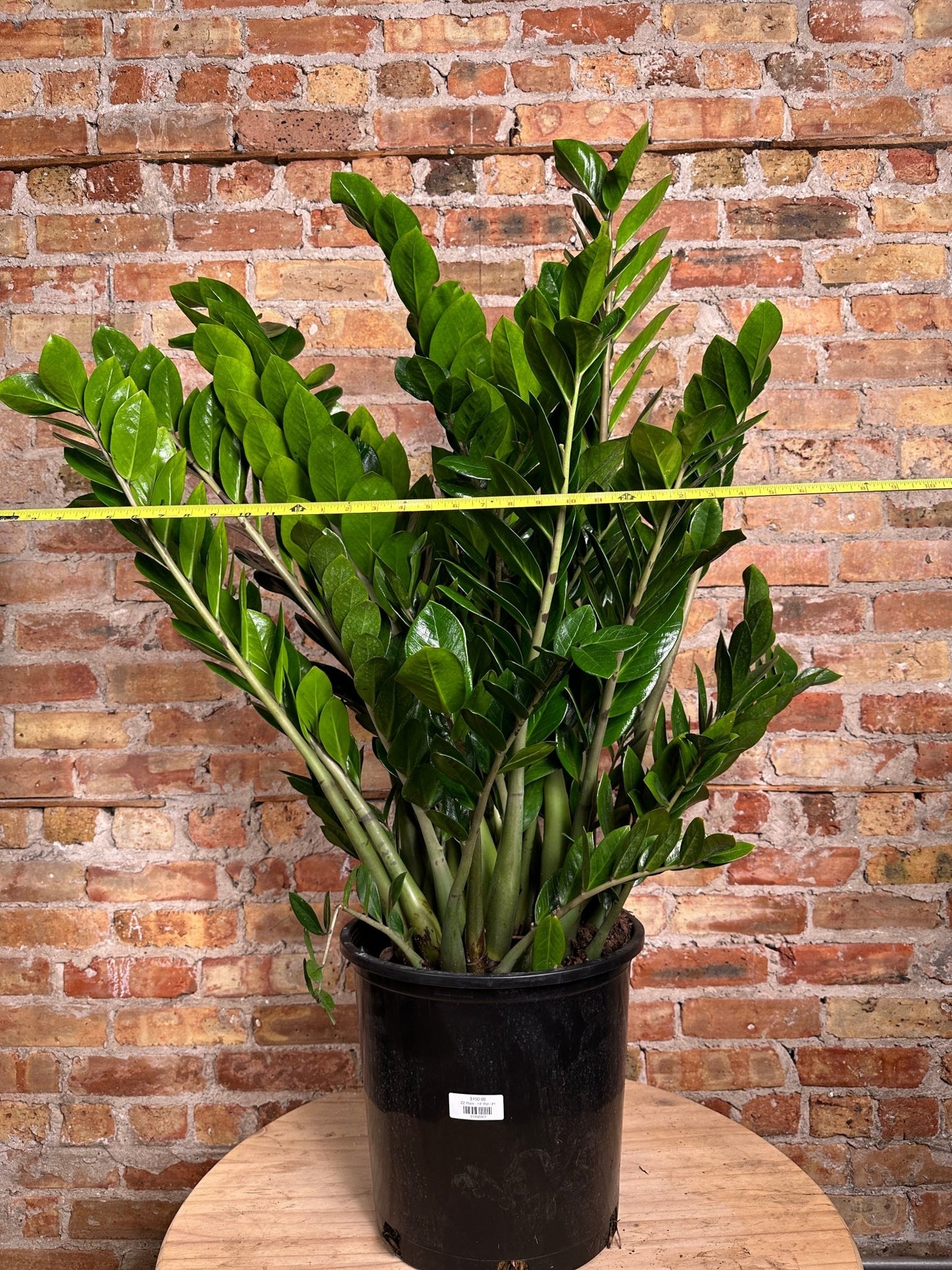 ZZ Plant - 14" Pot - The Succulent City