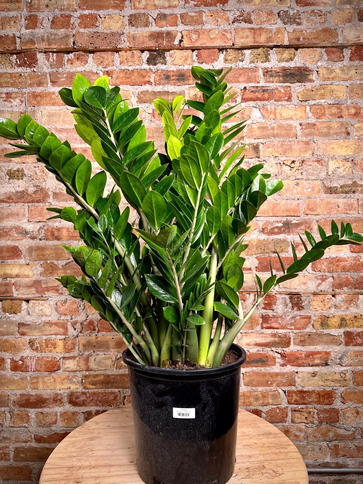 ZZ Plant - 14" Pot - The Succulent City