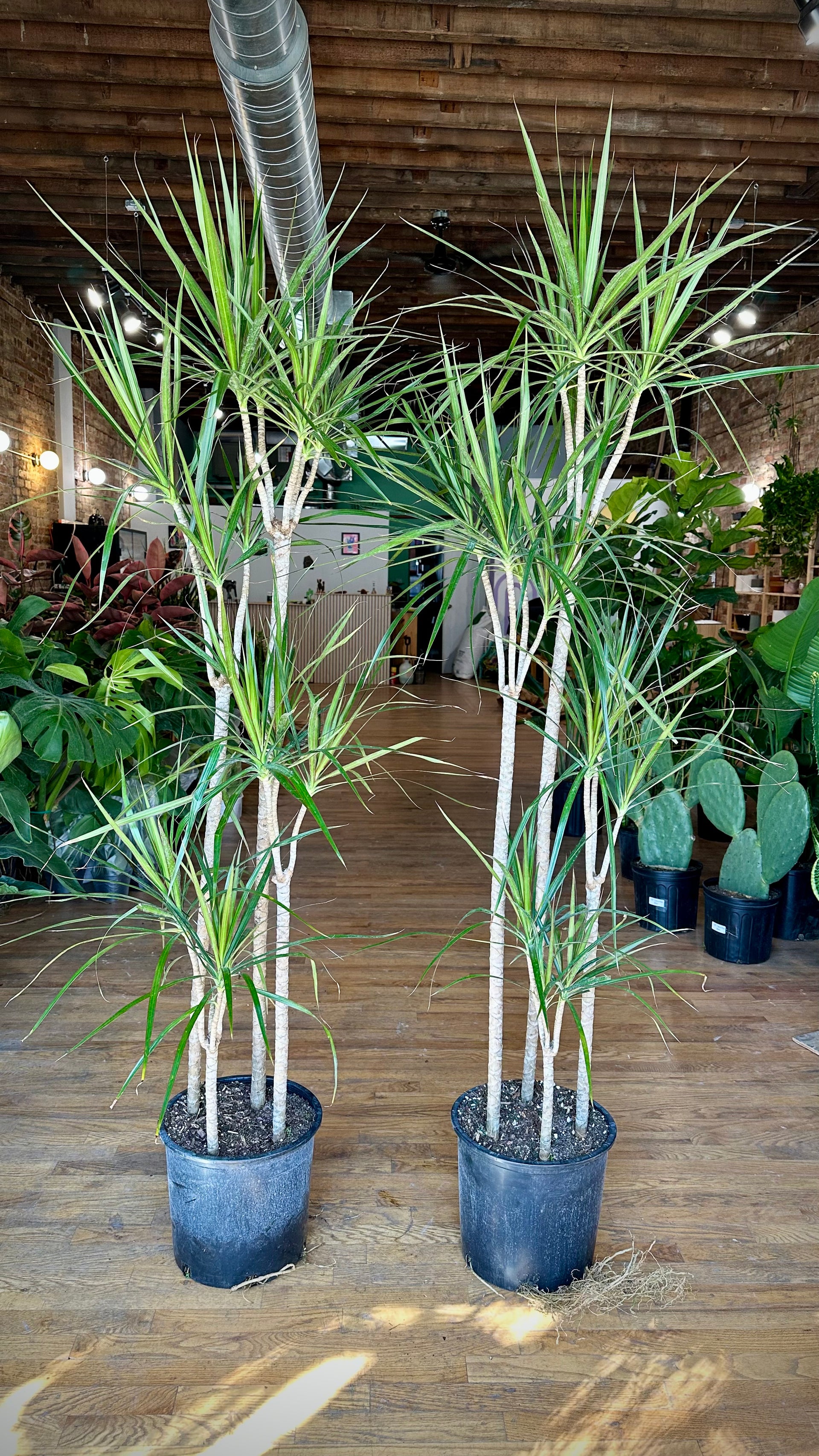 Big Plants Chicago