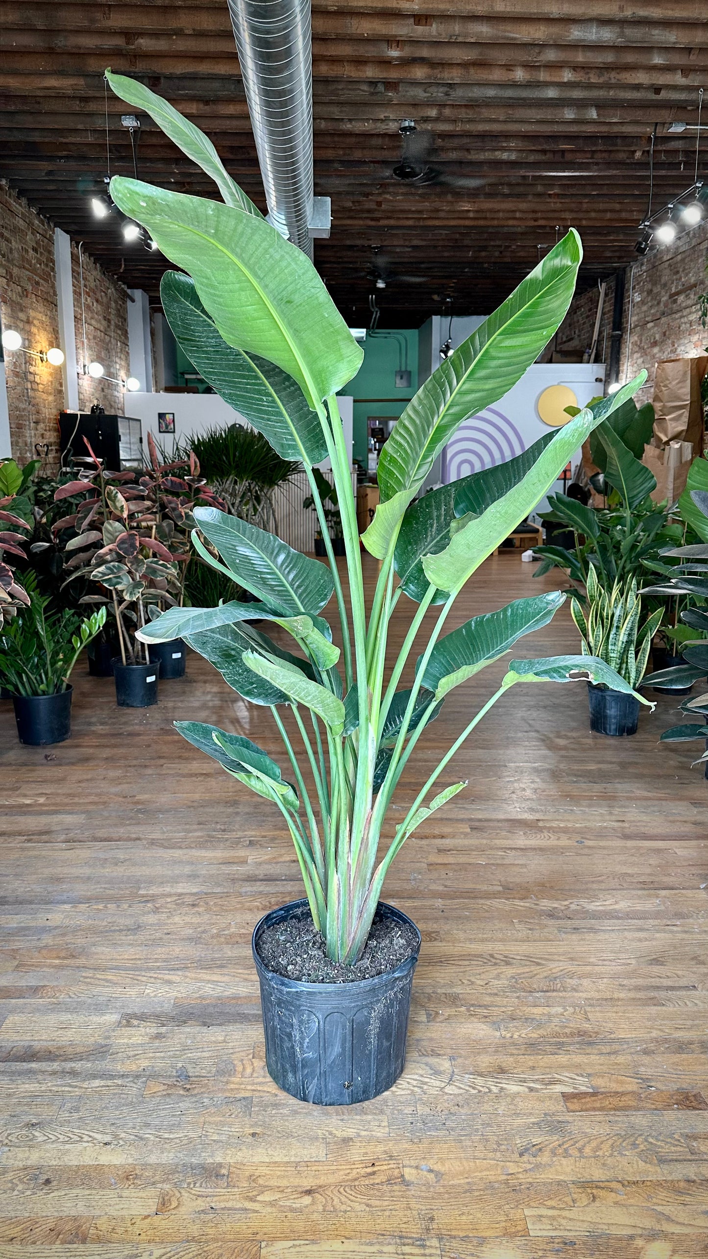 planting bird of paradise seeds in pots Big Plants Chicago