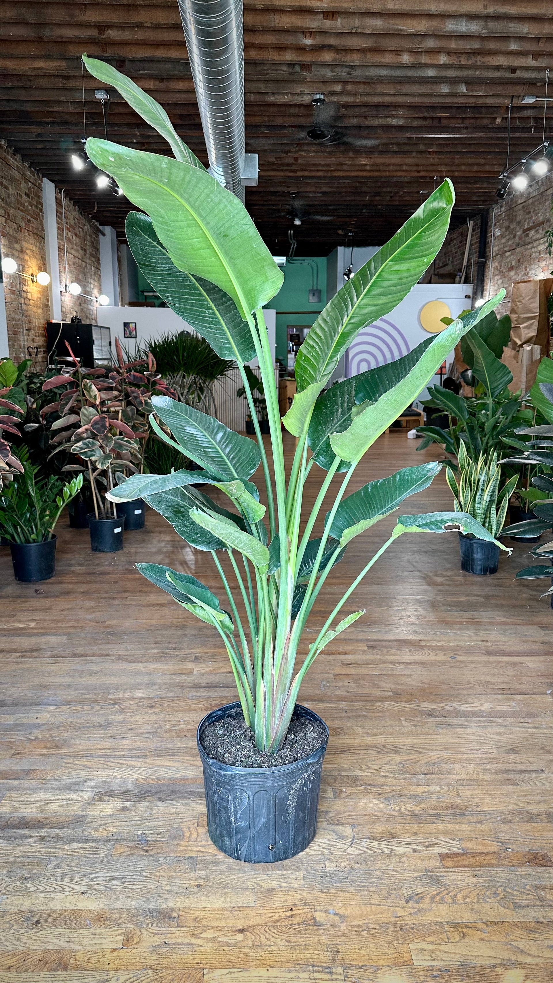 Big Plants Chicago